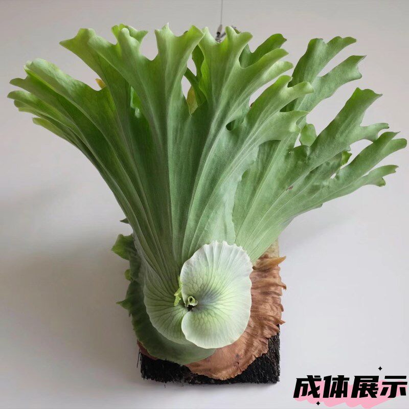 女王鹿角蕨板植壁挂植物装饰挂板ins网红diy墙挂遮丑森系新奇绿植