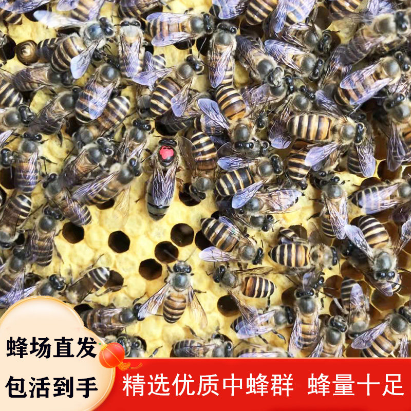 蜜蜂蜂群优质中蜂中华蜂养殖带阿坝新开产蜂王带箱带子脾中蜂活群