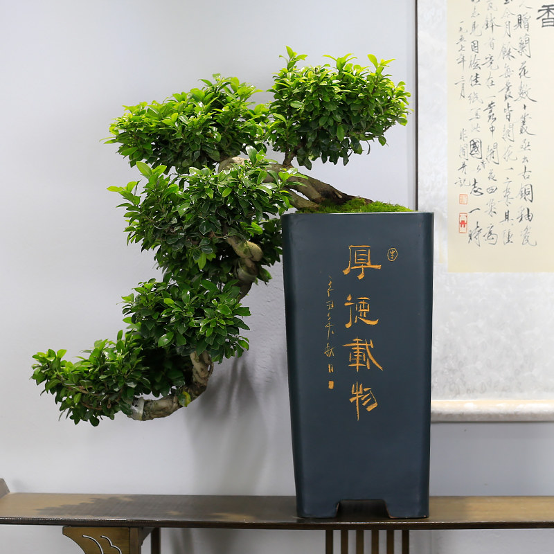 小叶榕树盆景老桩大型植物室内客厅办公室盆栽绿植玄关前台摆件