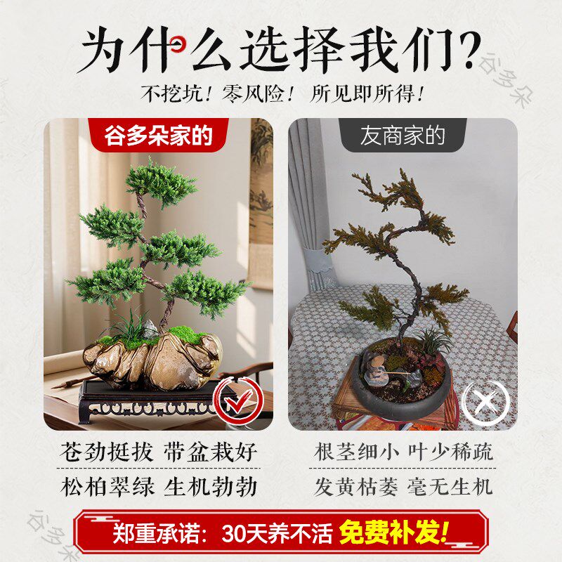 迎客松五层塔松罗汉松真树盆景摆件室内客厅桌面绿植盆栽老桩树苗