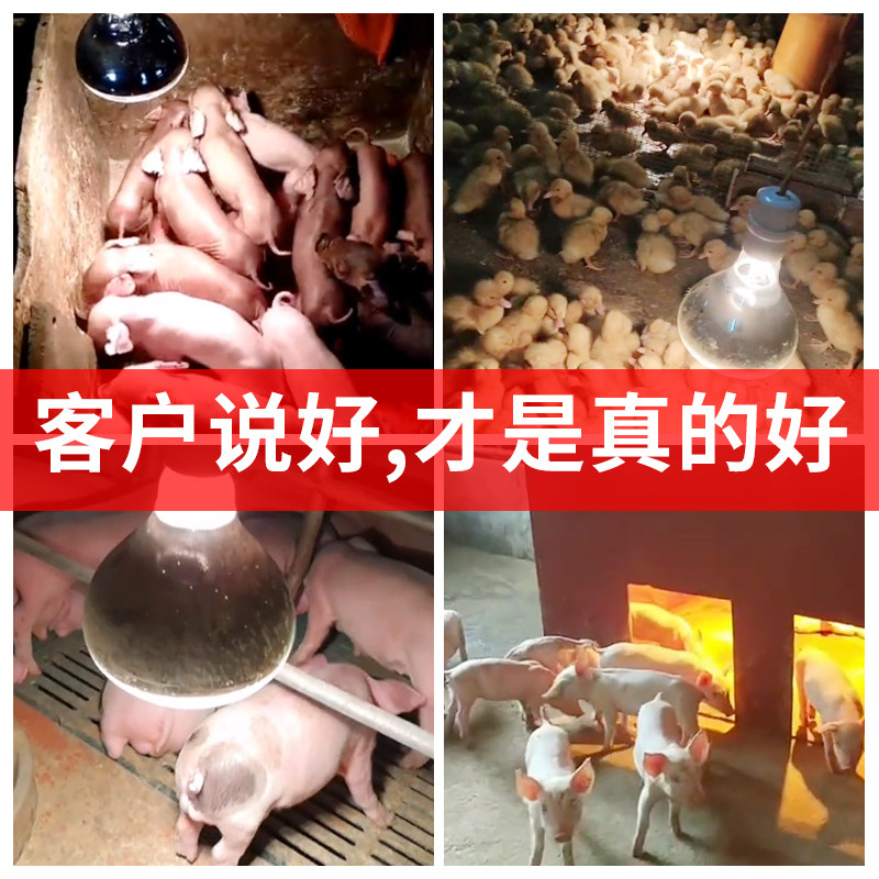 猪用保温灯鸡取暖灯泡兽用烤灯养殖场专用小鸡育雏仔猪加热保暖灯