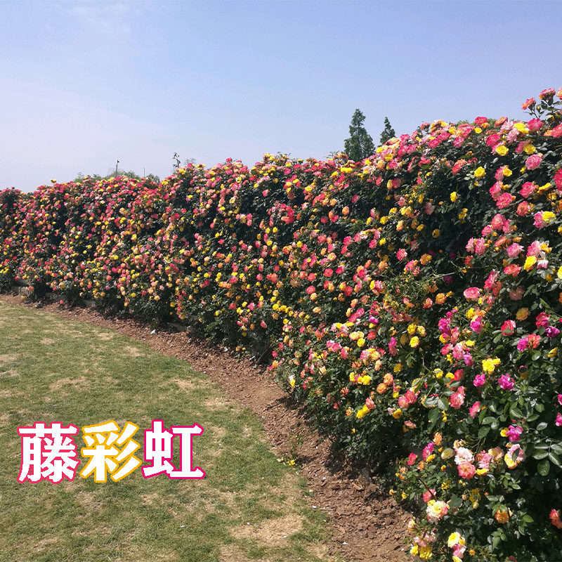 蔷薇花苗藤本月季特大浓香庭院爬藤植物花卉盆栽阳台玫瑰爬墙四季