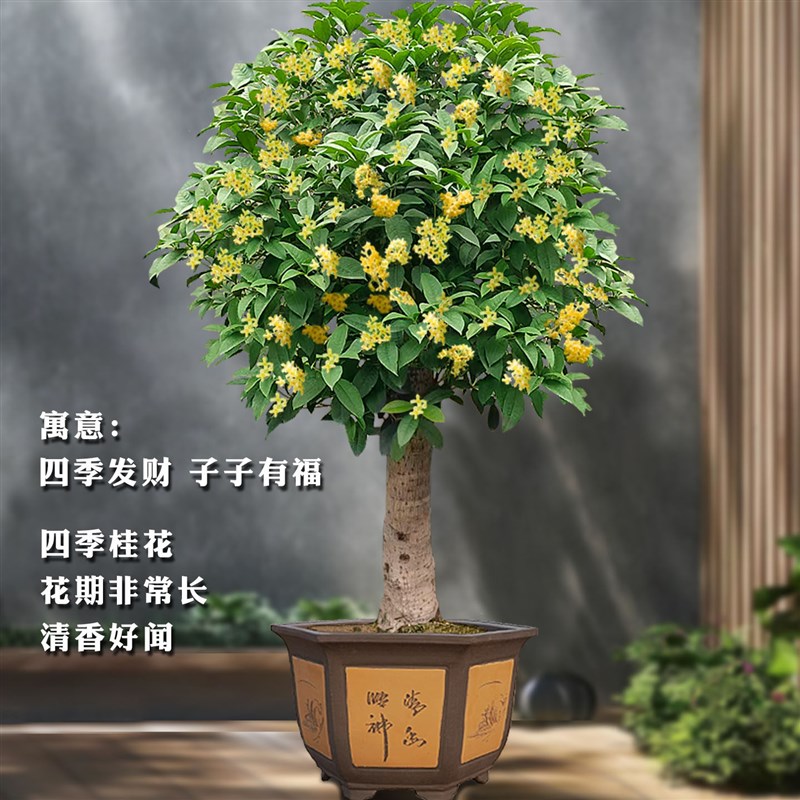 桂花大树原生老桩天香台阁耐寒庭院地栽盆栽高杆月月桂浓香型名贵
