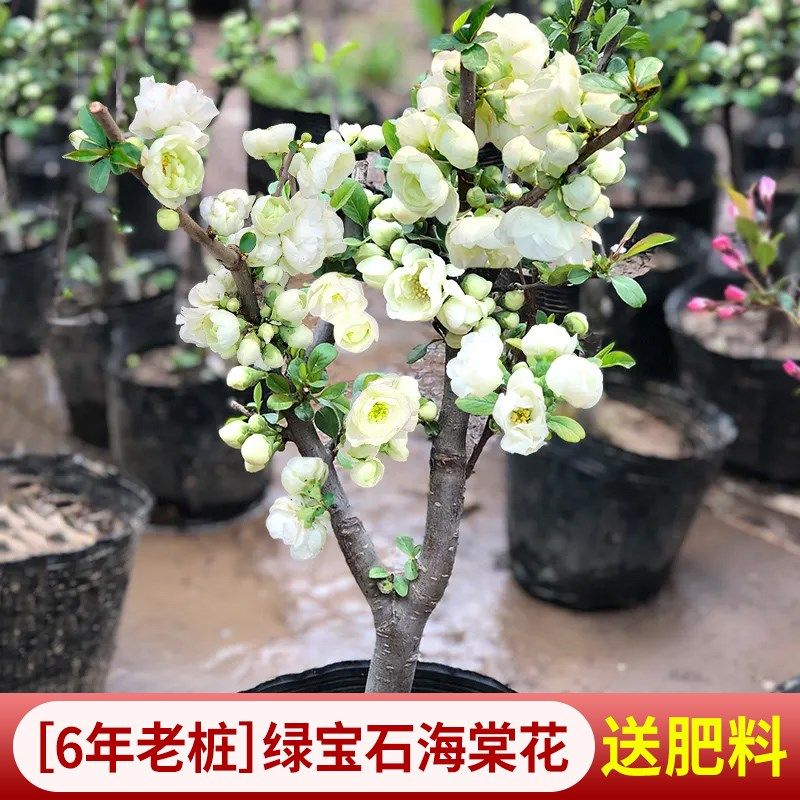 垂丝海棠花盆栽四季开花卉植物室内带花苞重瓣长寿冠树苗老桩盆景