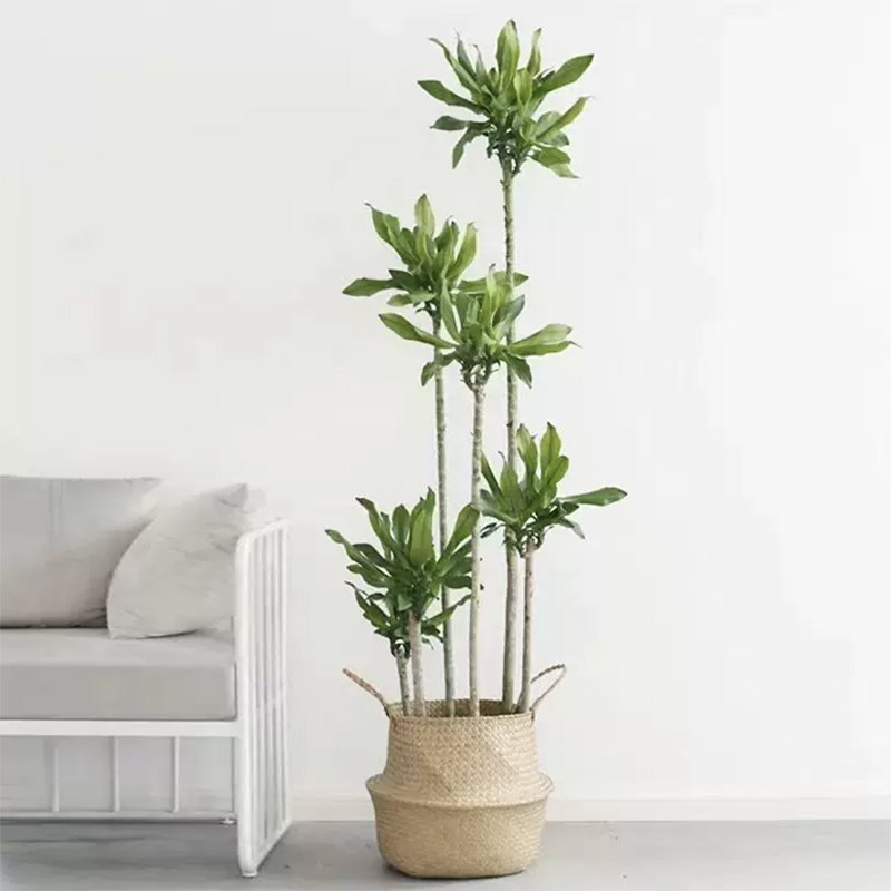 螺纹铁植物大盆栽轻奢室内阳台大型四季常青好养步步高盆栽绿植