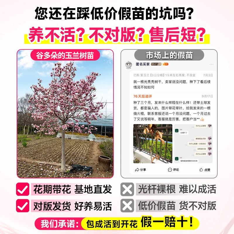 玉兰花树苗带花苞庭院室外四季大树白紫玉兰树盆栽花卉好养广玉兰