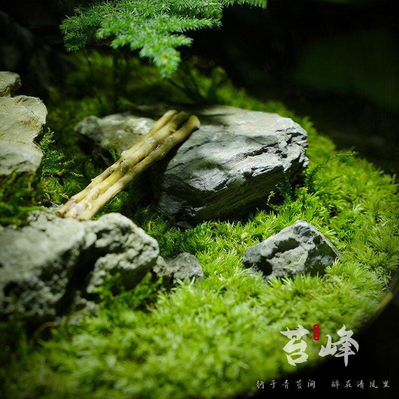【东篱下】趣味苔藓微景观创意桌面生态瓶盆栽盆景摆件造景绿植物