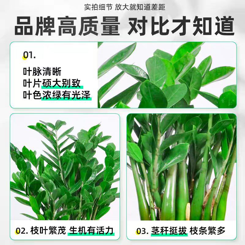金钱树盆栽客厅大花盆旺宅树办公室内大型好养绿植物乔迁摇钱串子