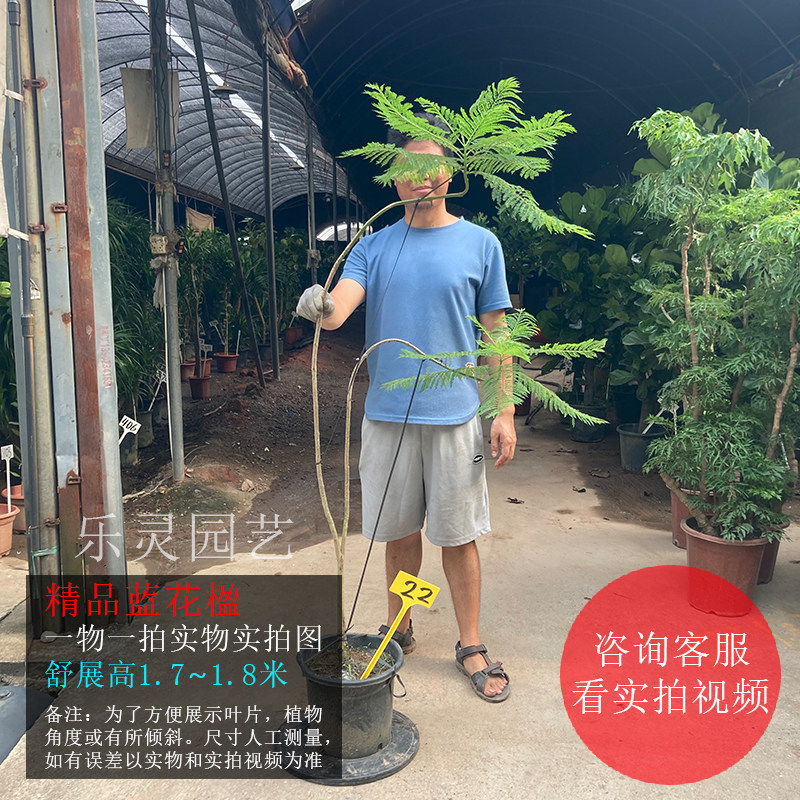 蓝花楹盆栽一物一拍大树苗造型室内客厅观叶植物阳台造景网红绿植