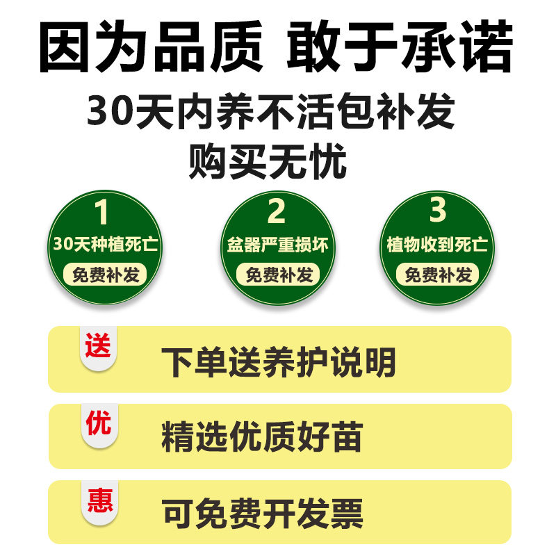 编织招财竹富贵竹大型绿植室内盆栽水培植物花卉客厅绿植好养易活