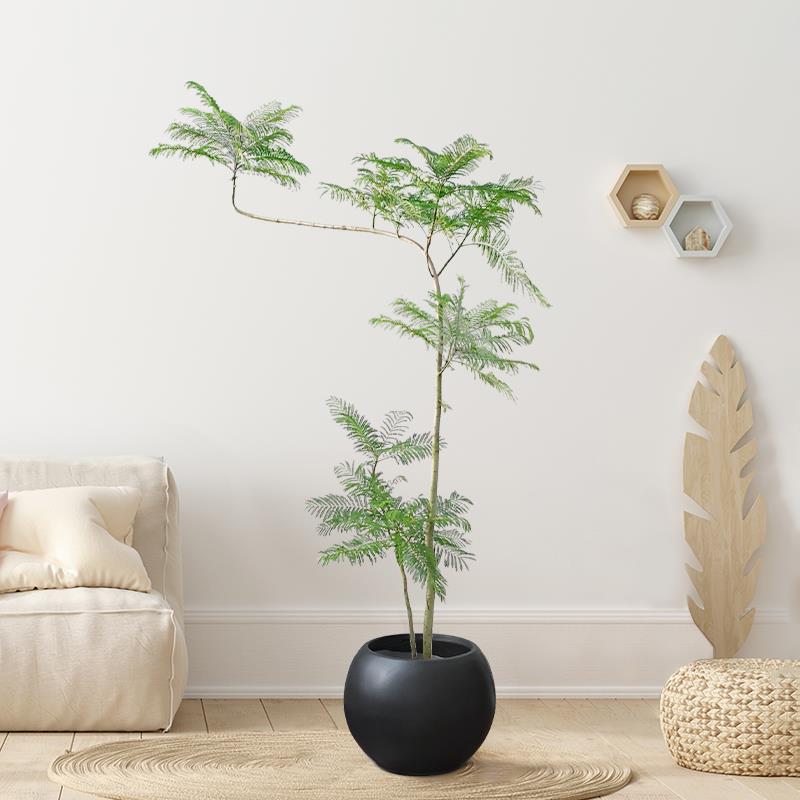 蓝花楹大型绿植室内网红大树真树造型盆栽落地植物客厅一物一拍