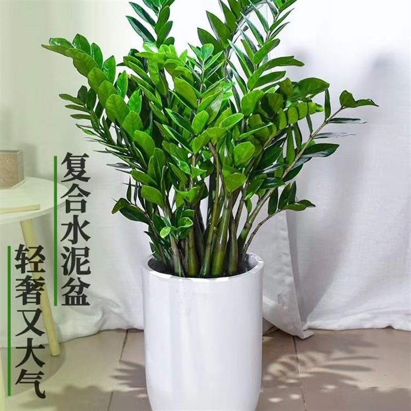 金钱树大盆栽发财树大棵特大号金钱树乔迁之喜旺宅玄关绿植