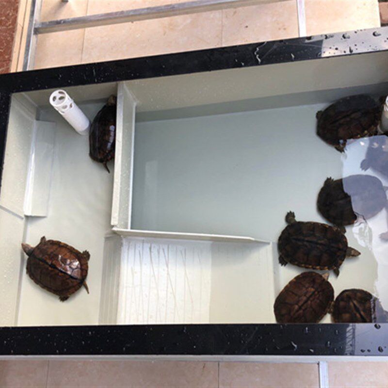 乌龟缸种龟箱龟池特大号大带产蛋沙池家用巴西养龟箱PP塑料生态缸