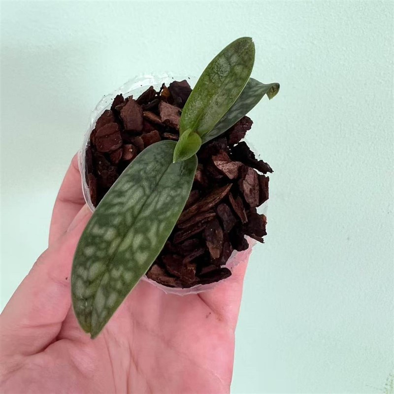 万峰绿缘【胡志明兜兰】室内植物好养庭院兰花盆栽