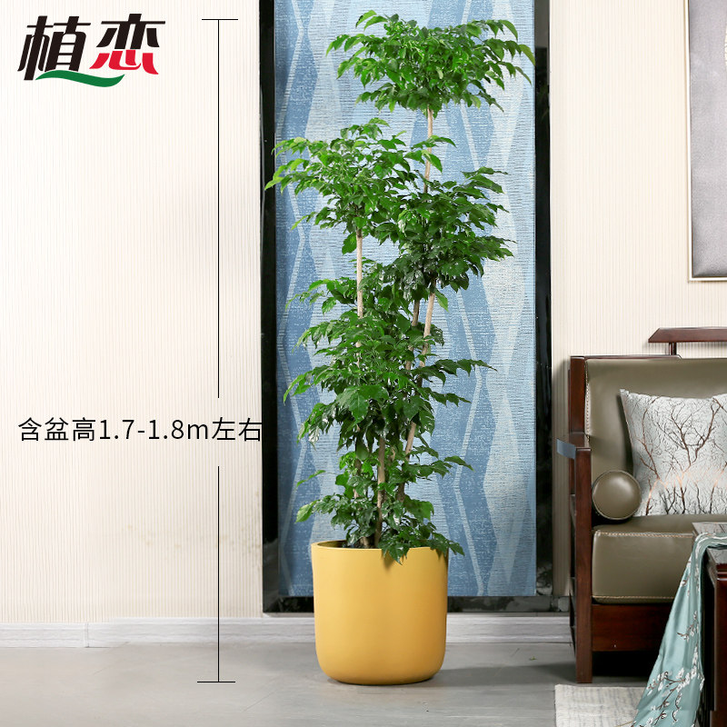 老桩绿宝幸福树盆栽室内植物办公室大型绿植好养 杭州配送
