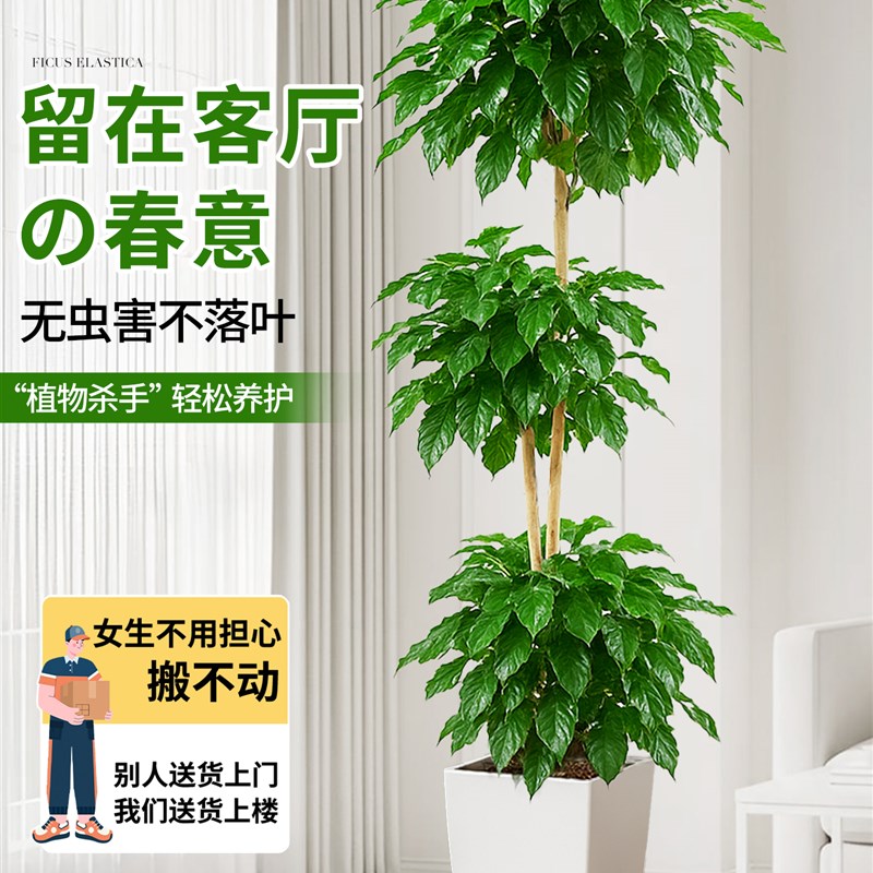 大型多层幸福树客厅大盆栽绿植室内植物花卉老桩大棵高级感真盆景