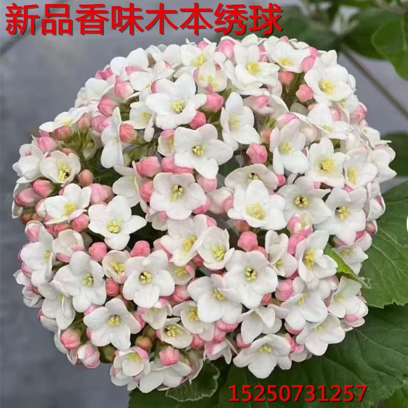 红蕾雪球大苗荚蒾 芳香雪球 大叶布克 带香味木绣球花苗包对版