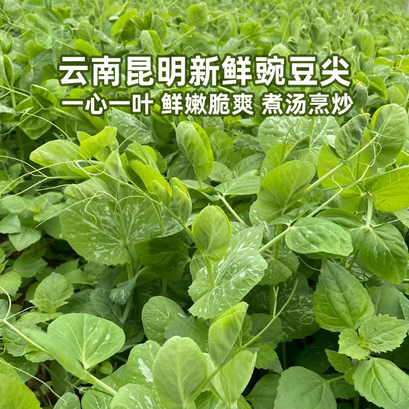云南基地新鲜豌豆尖可食用当季新鲜蔬菜露天种植煮汤火锅顺丰包邮