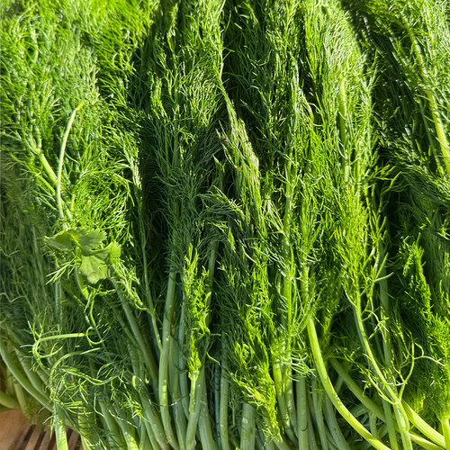 云南农家自种小茴香菜