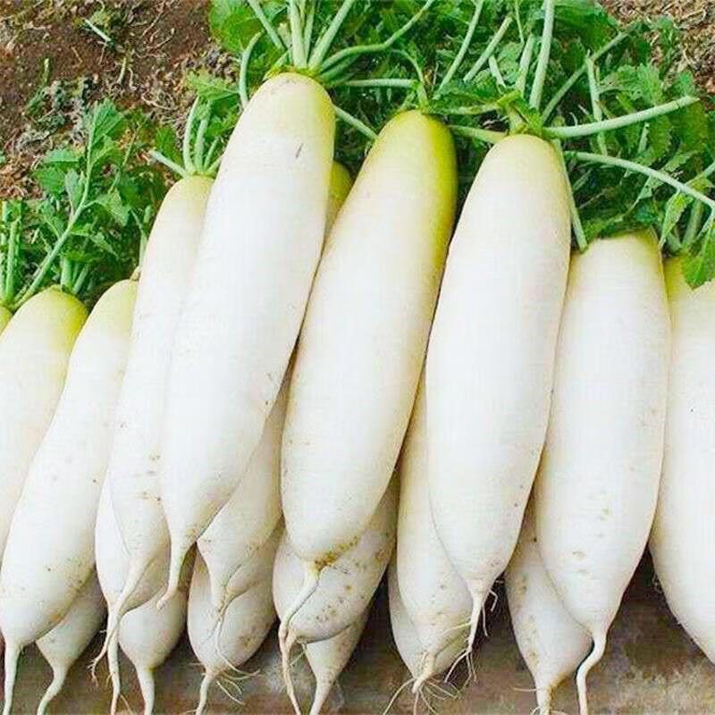 云南现挖新鲜白萝卜新鲜蔬菜农家脆甜白萝卜腌菜泡菜洗净不带泥,水产肉类/新鲜蔬果/熟食,萝卜/胡萝卜,淘宝优惠券,粉丝福利购,淘宝优惠卷