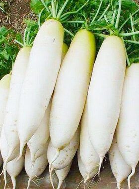云南高原新鲜白萝卜不带泥