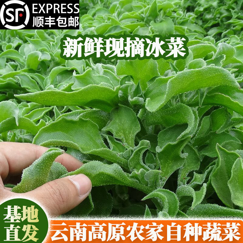 云南冰草新鲜蔬菜顺丰包邮