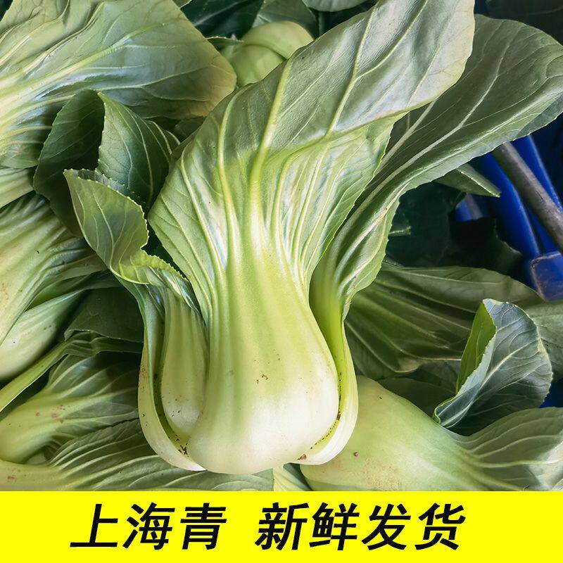 云南新鲜大头上海青农家自种青菜脆嫩清甜白菜现摘现发时令蔬菜