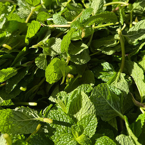 顺丰包邮新鲜发货新鲜薄荷滇肴记