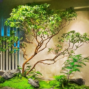 高端马醉木天井造景橱窗植物室内仿真绿植装饰树大型假树简约景观