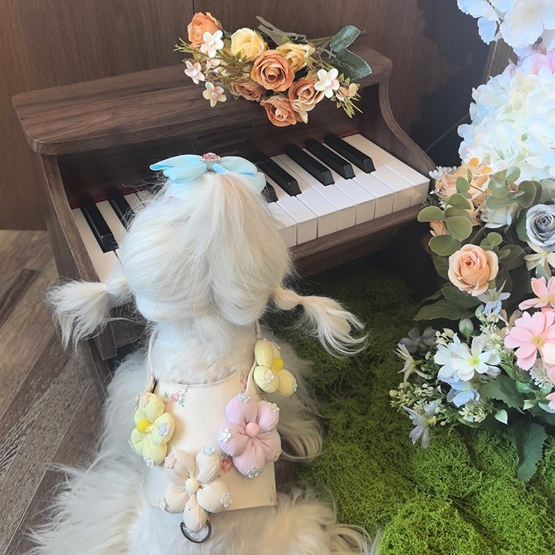 猫咪狗狗牵h引绳小型犬泰迪比熊宠物胸背花花配饰