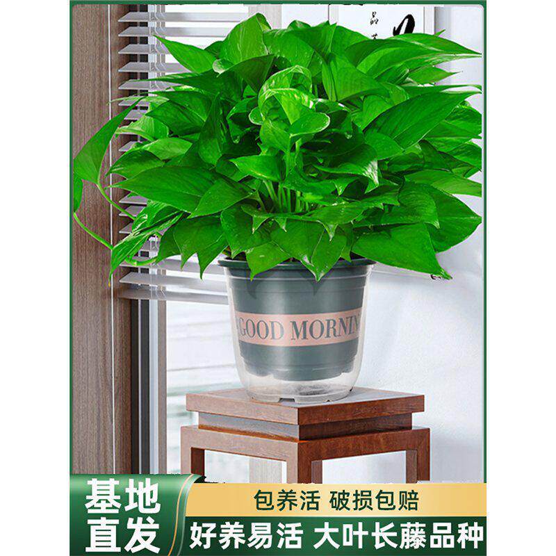 绿萝盆栽室内植物新房家用净化空气绿植花卉优选