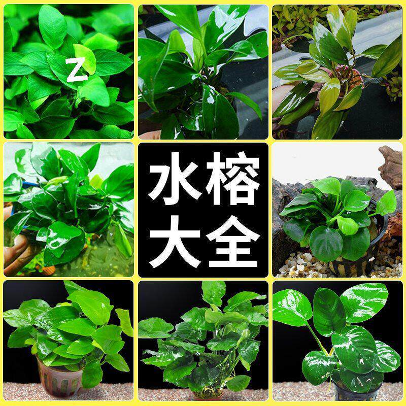 鱼缸水草植物水培和鱼共养专用造景水榕真草绿植懒人新手阴性淡水