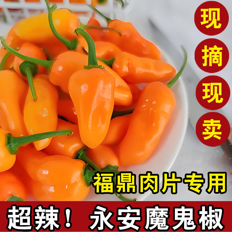 魔鬼椒新鲜辣椒永安黄椒特辣超辣