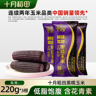 十月稻田黑糯玉米新鲜糯玉米棒东北玉米粗粮含花青素真空装包装袋