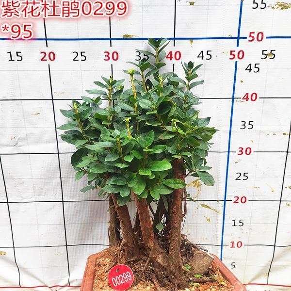 紫花杜鹃树苗老桩古桩熟桩庭院阳台室内花卉绿植盆栽包邮