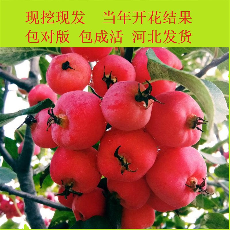 海棠树苗,八棱海棠果苗树,庭院地栽,当年开花结果,耐寒-20度图片