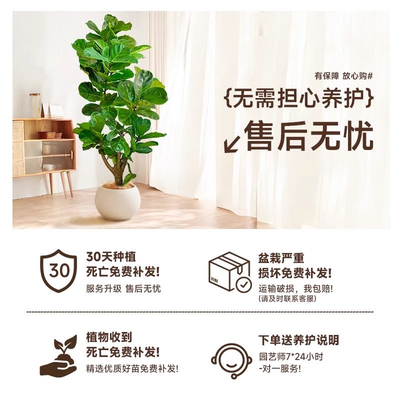 大琴叶榕客厅绿植物室内大号型好养老桩大叶鸭脚木盆栽落地办公室