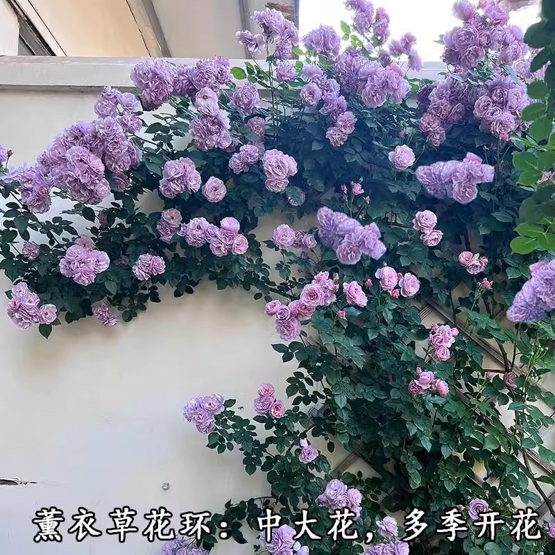 粉色龙沙宝石爬藤月季大苗盆栽浓香大花爬墙花卉庭院花园蔷薇花卉
