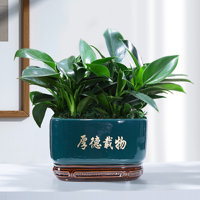 绿公主金钻盆栽办公室内招财植物吸四季常青带盆栽好绿植花卉