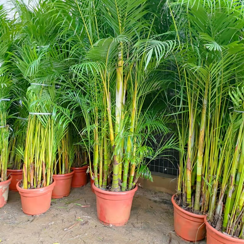 老桩散尾葵凤尾竹大型网红植物室内客厅阳台吸甲醛净化空气绿植