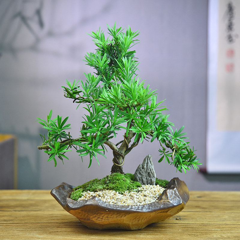 罗汉松盆栽老桩盆景造型树迎客松室内办公桌面茶几中式绿植送礼物