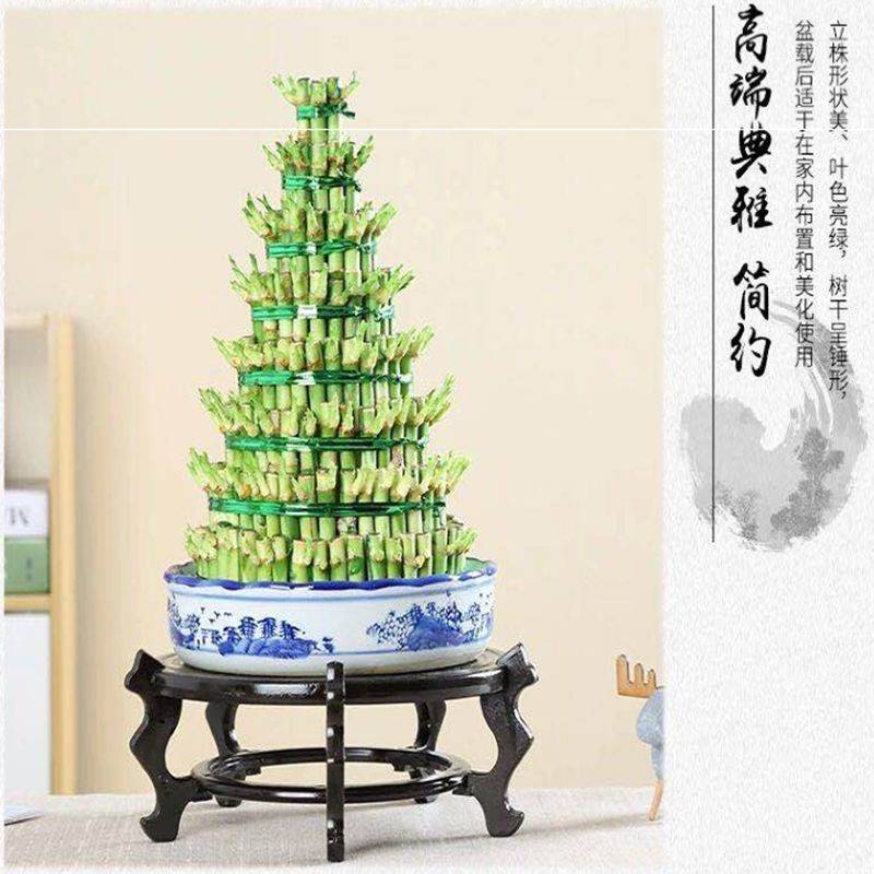 竹塔富贵竹盆栽节节高办公室内水培竹子水养植物步步高转运竹【7
