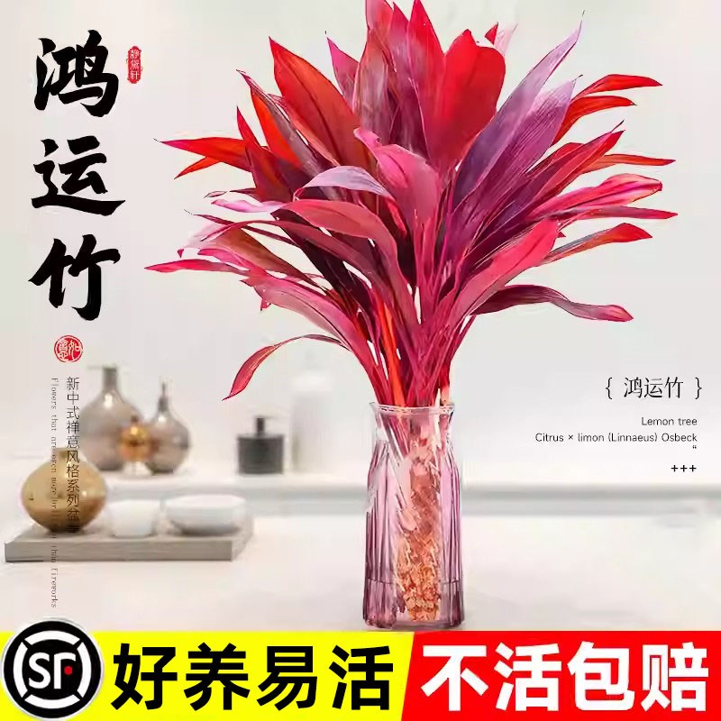富贵竹水培植物紫竹客厅招财鸿运当头带根粗枝盆栽竹子水养发财竹