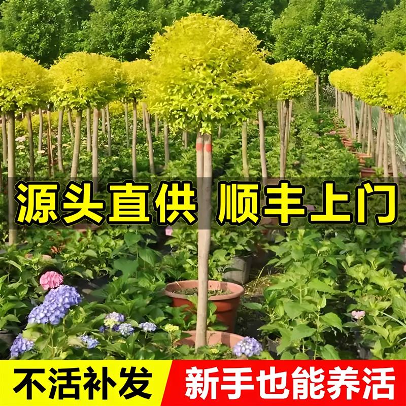 亮晶女贞棒棒糖川滇蜡树小叶亮金造型树老桩花园设计搭配花镜植物