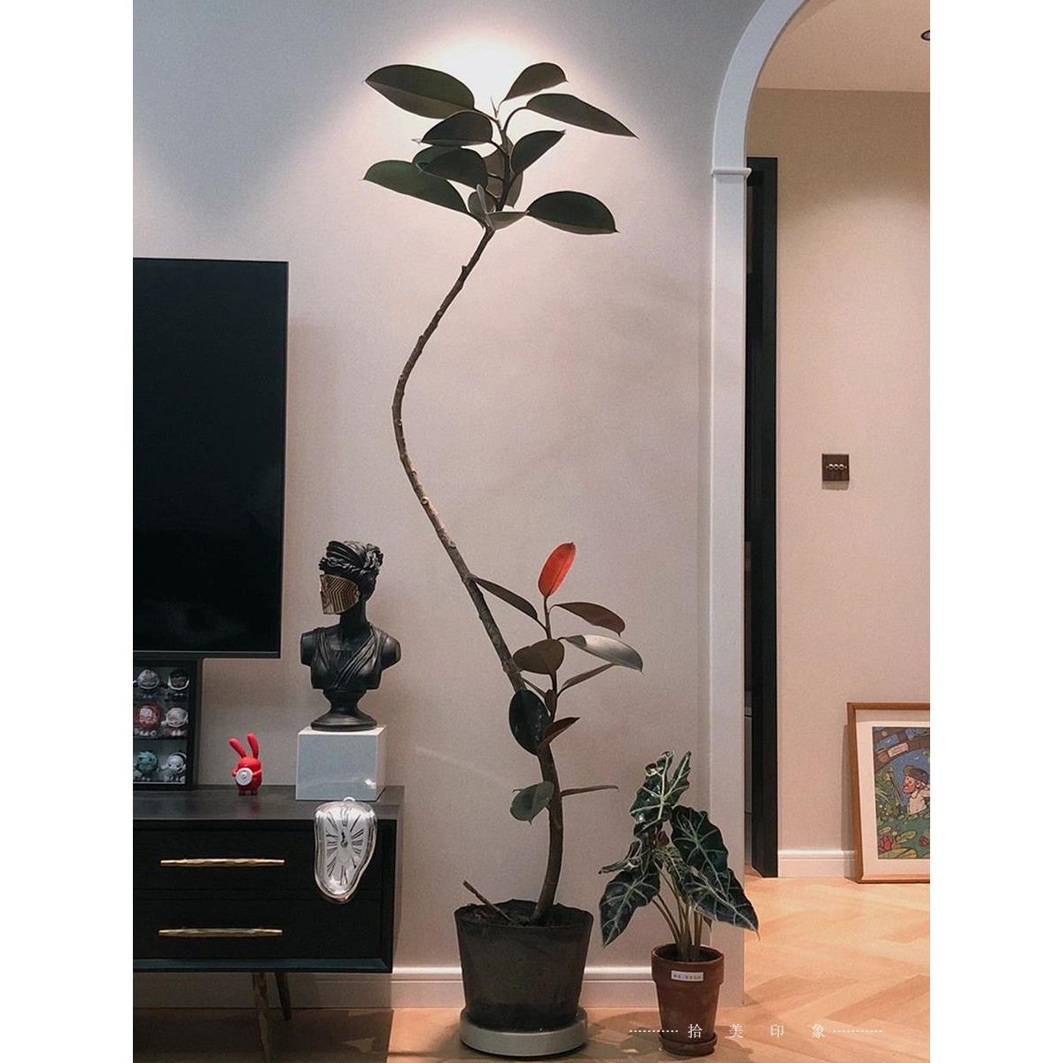 大型黑金刚橡皮树室内造型绿植观叶盆栽好养活花叶橡皮榕净化空气