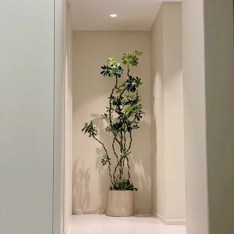 八方来财鸭脚木 室内客厅办公室造型鸭掌木净化空气四季常青盆栽