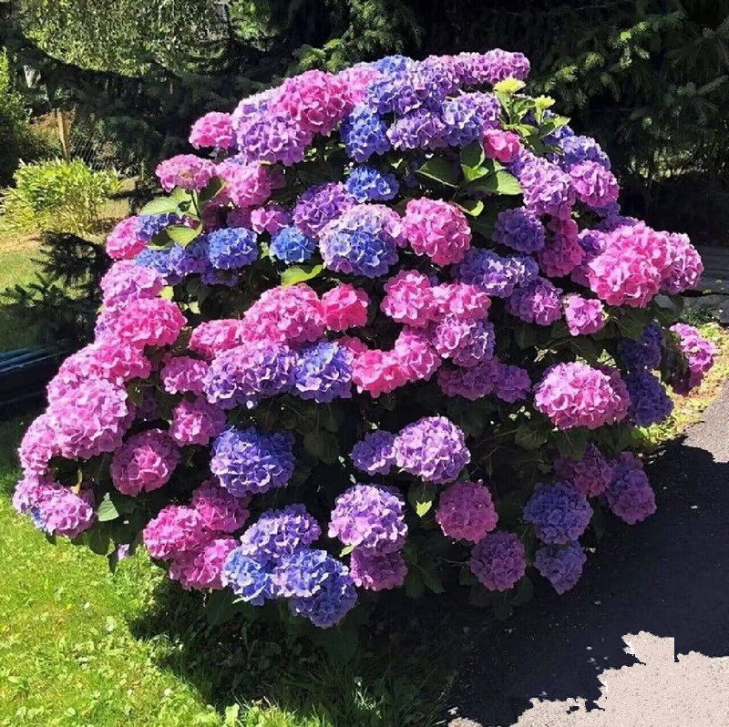 高档花卉绣球花苗盆栽无尽夏阳台庭院别墅花园植物多年生四季耐寒