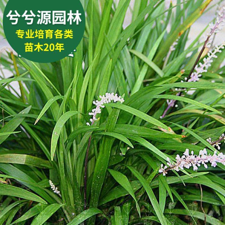 阔叶麦冬一袋装可以铺8-10平方四季常绿耐寒庭院绿化地被植物