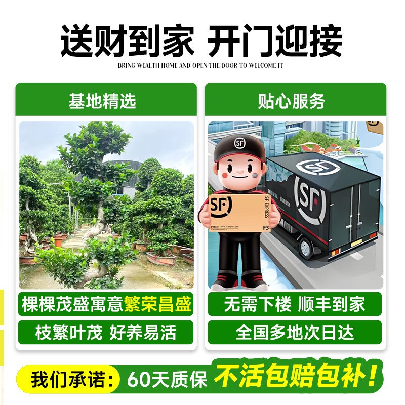 小叶金钱榕客厅盆栽室内旺宅大型盆景金钱树办公室发财树好养绿植