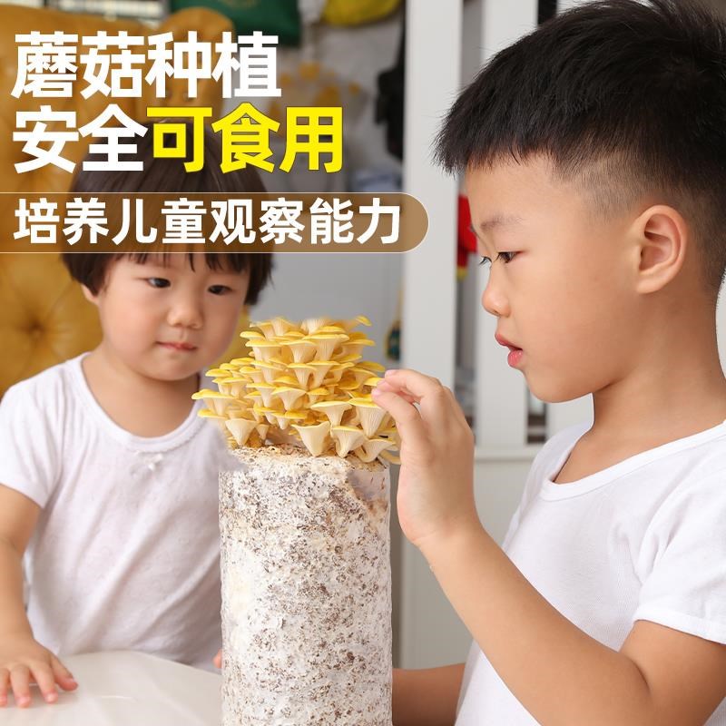 蘑菇种植包儿童可食用菌包平菇菌种家种香菇家庭新鲜菌棒懒人